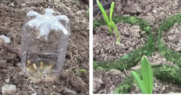 7 Plastic Bottle Hacks You Need to Try in Your Garden