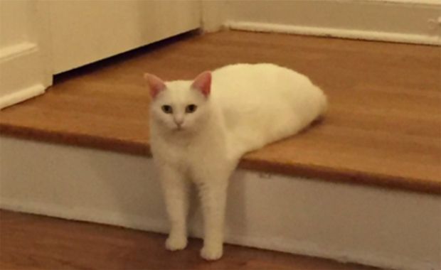 Source: REDDIT, CATCATDOGCAT