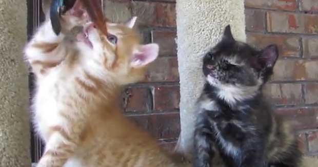 Source: Rumble Video