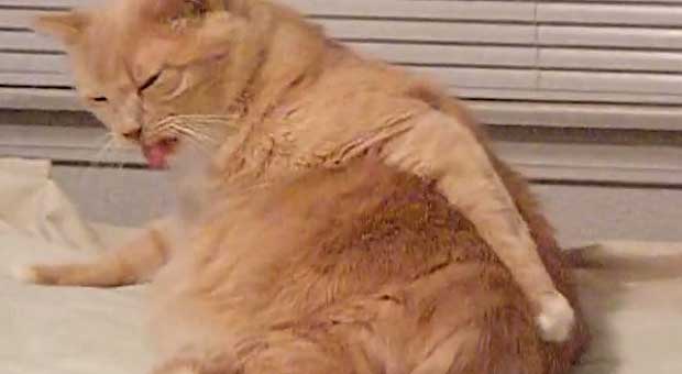 It’s Cat-Tastic: Graceful Cats Who Turned Into Cat-Tastrophes