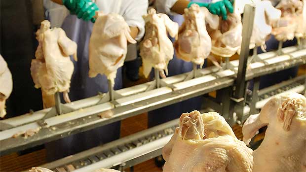 There’s a Chance You’re Not Going to Want to Eat Chicken for Dinner This Week