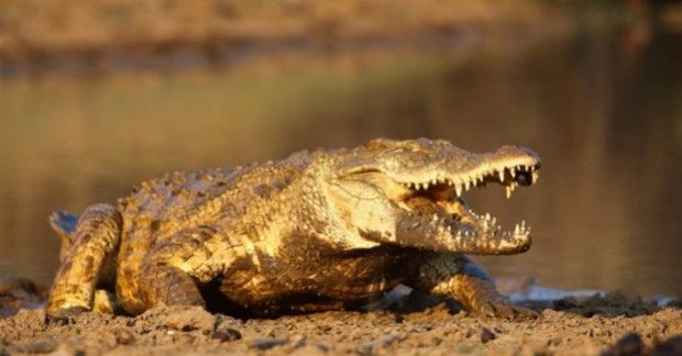 Source: Julian W/Shutterstock.