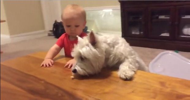 Watch This Baby Help His Dog Friend Reach a Treat