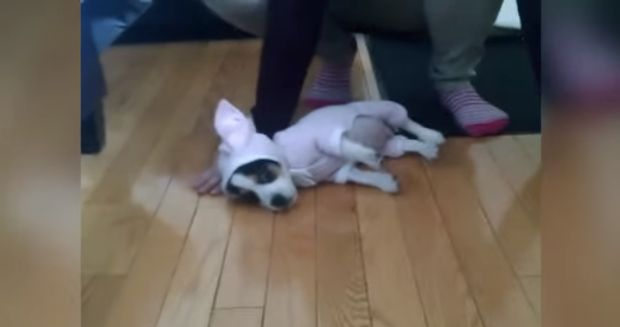 Puppy Wears Bunny Costume; Forgets How to Stand