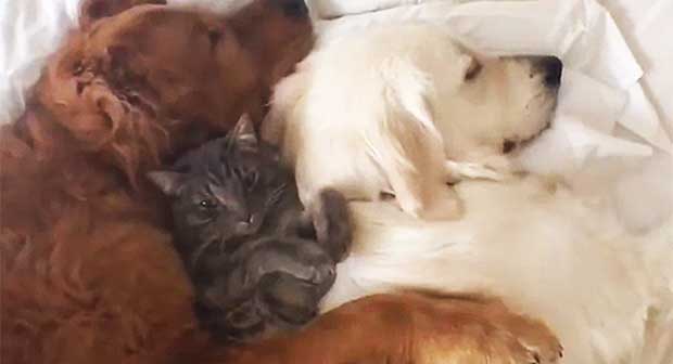 Dogs Spooning With Cat Will Melt Your Heart