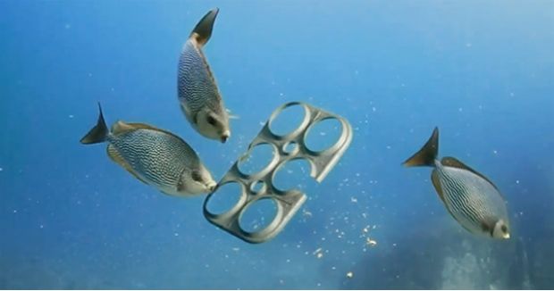 Brewery Creates Edible Six-Pack Rings Animals Can Actually Enjoy - Your ...