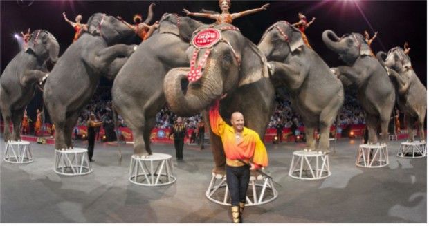 The Elephants From the Ringling Brother’s Circus Are Finally Retiring