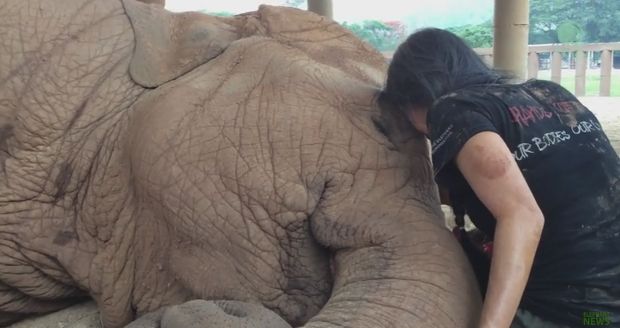 Elephant Falls Asleep While Being Sung a Lullaby