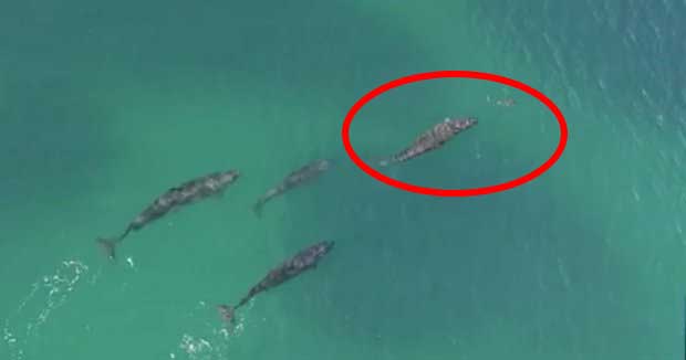 Watch a Pod of Whales Hunt Down a Shark