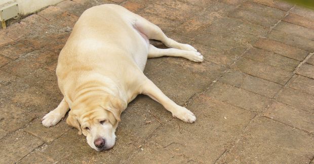 Does Your Labrador Beg for Food? This Is Why.