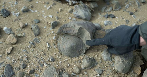 Archeologists Discover Trove of 71 Million-Year-Old Dinosaur Fossils in Antarctica