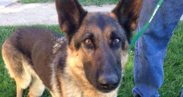 Dog Survives on Highway Divider for Five Weeks