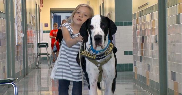 Service Dog Helps Girl Walk, Gets ‘Best Day Ever’ in Return