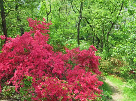 Source: Central Park Conservancy