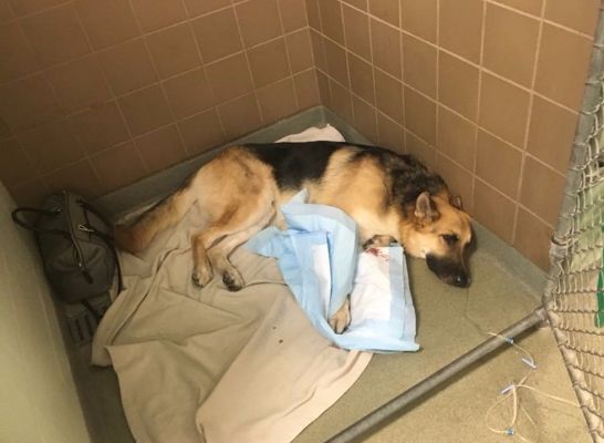 Source: Gofundme.com/savehaus