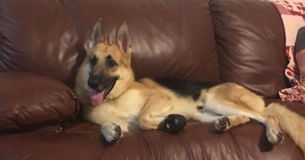 Dog Takes Life-Threatening Snake Bites to Protect His Little 7-Year-Old Human