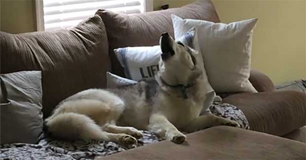 Watch This Adorable Husky Throw a Tantrum and Refuse to Go for a Walk