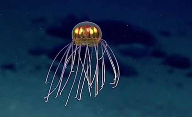 Deep Sea Researchers Discover New Species of Glowing Jellyfish