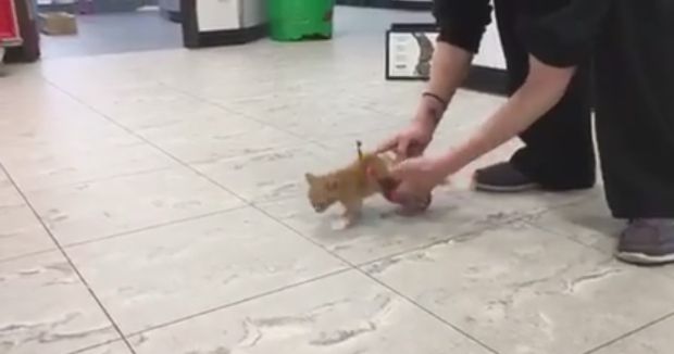 Watching This Kitten Race Around in His Lego Wheelchair Will Make Your Day