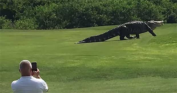 Dino-Sized Gator Takes a Stroll Through Florida Golf Course