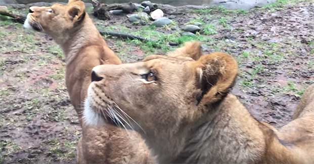 Source: YouTube/Oregon Zoo
