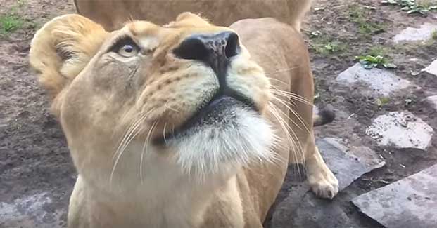 Source: YouTube/Oregon Zoo