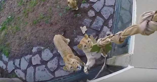 Source: YouTube/Oregon Zoo