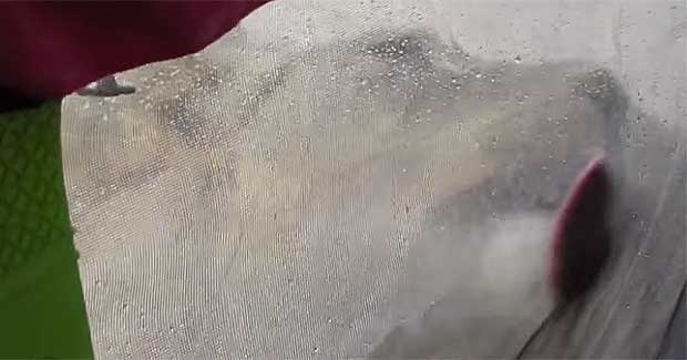 Lions Trap Campers Inside Tent to Lick Off Condensation