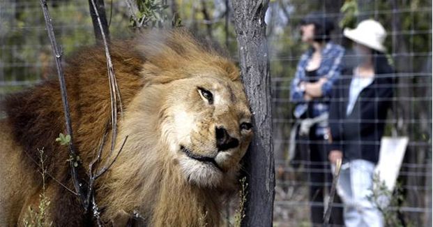 33 Lions Airlifted to South Africa After Being Rescued From the Circus
