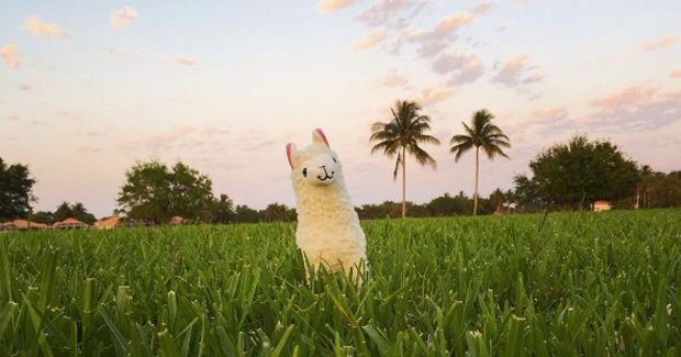 ‘Llama With No Drama’ Is the Instagram Account You Need