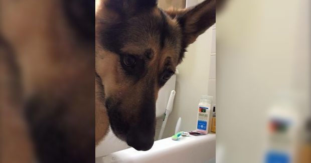 Concerned Dog Needs to Make Sure Owner Doesn’t Drown While Bathing