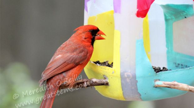 Source: greatstems.com