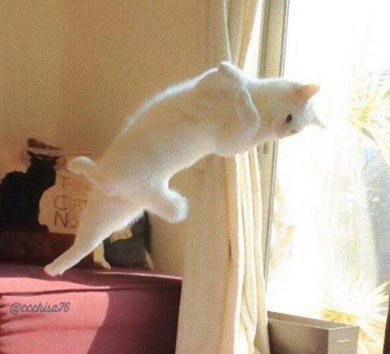 Source: Twitter/Chisa