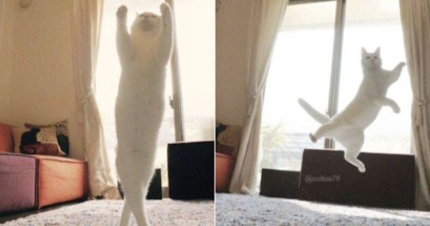 Source: Twitter/Chisa