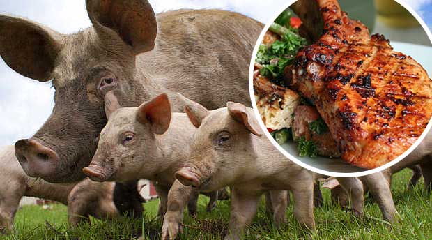 Kill-Free Meat Could Change the Way We Eat