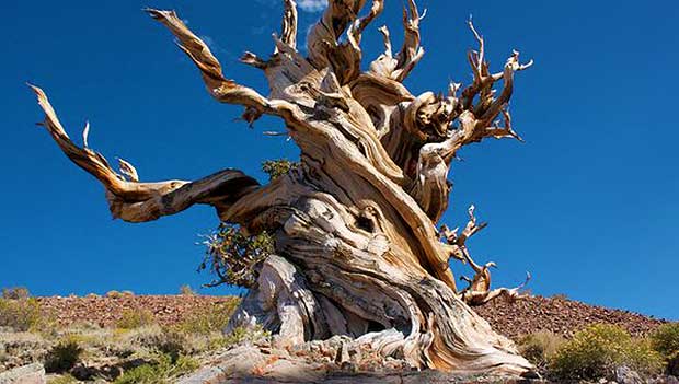 At 5,065 Years Old, Meet the World’s Oldest Living Tree (But This Tree Isn’t It)