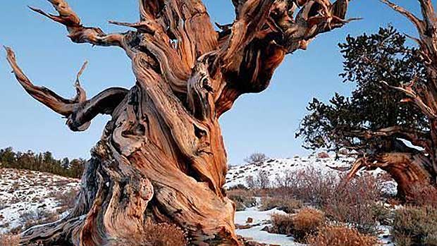 Methuselah Tree (Source: Pinterest)