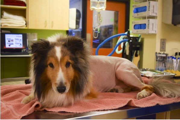 Source: Dovelewis.org