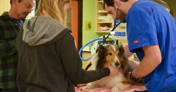 Paralyzed Dog Was About to Be Put Down When Something Miraculous Saved Him