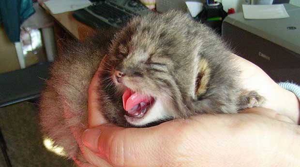 Farmer Finds Strange Kittens, but Can’t Believe What They Actually Turn Out to Be