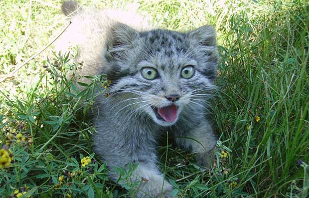 Source: Radzhana-daur.livejournal.com/