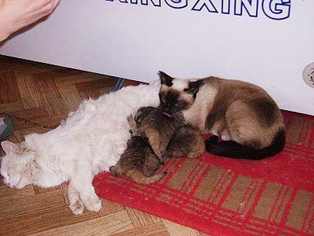 Source: Radzhana-daur.livejournal.com/