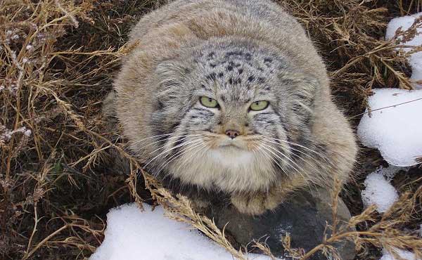 Source: Radzhana-daur.livejournal.com/