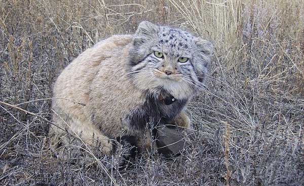 Source: Radzhana-daur.livejournal.com/