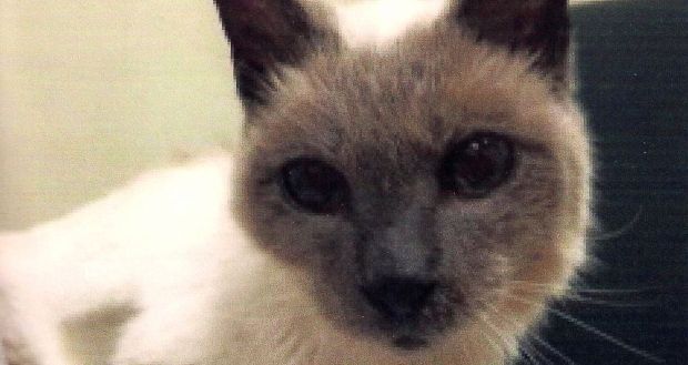 Meet Scooter: The World’s Oldest Living Cat