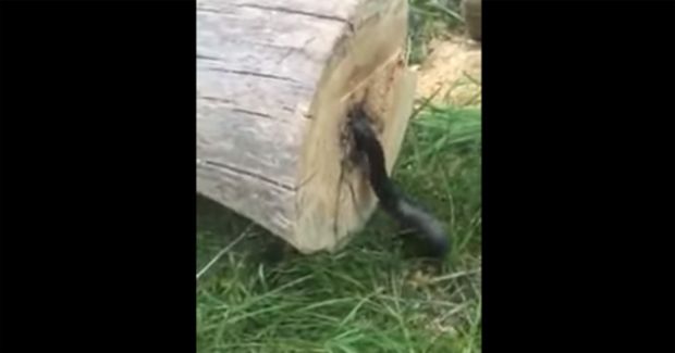 Watch This Guy Find a Major Surprise When He Cuts Down a Tree
