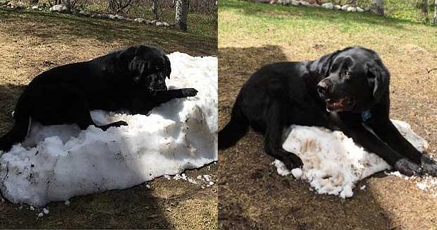 Dog Owner Captured His Pup’s Final Attempt to Hold on to Winter