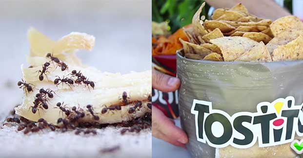 Get Rid of Pests and Other Incredible Summertime Hacks!