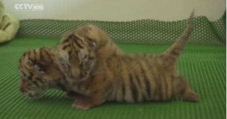 Watch: 4-Day-Old Tiger Cubs Attempt to Roar and Walk