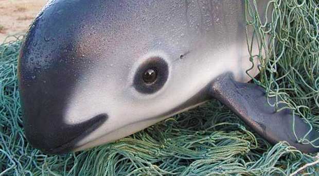 World’s Smallest Porpoise on Brink of Extinction
